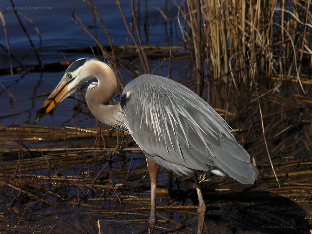 Heron with fish in beak