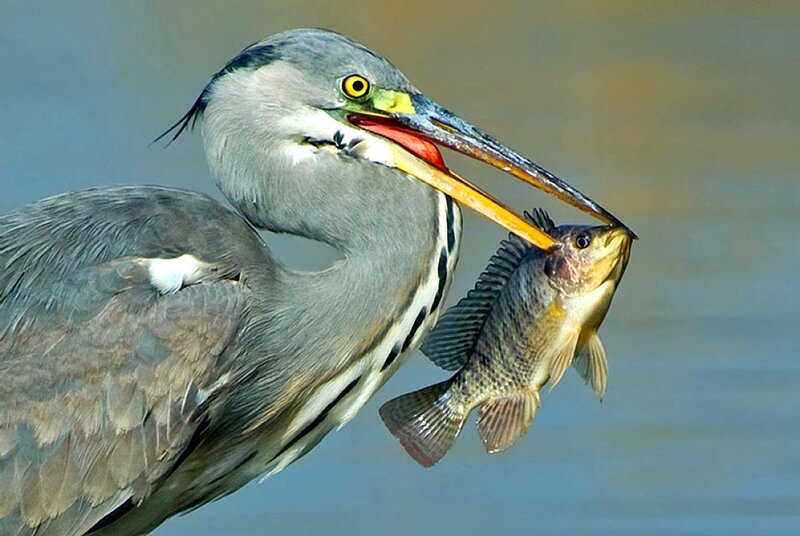 Heron with Fish