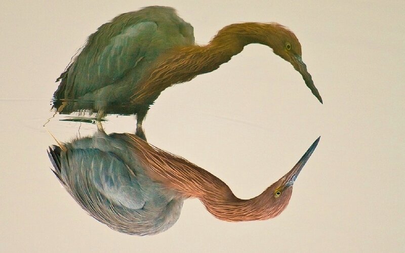Heron with Reflection