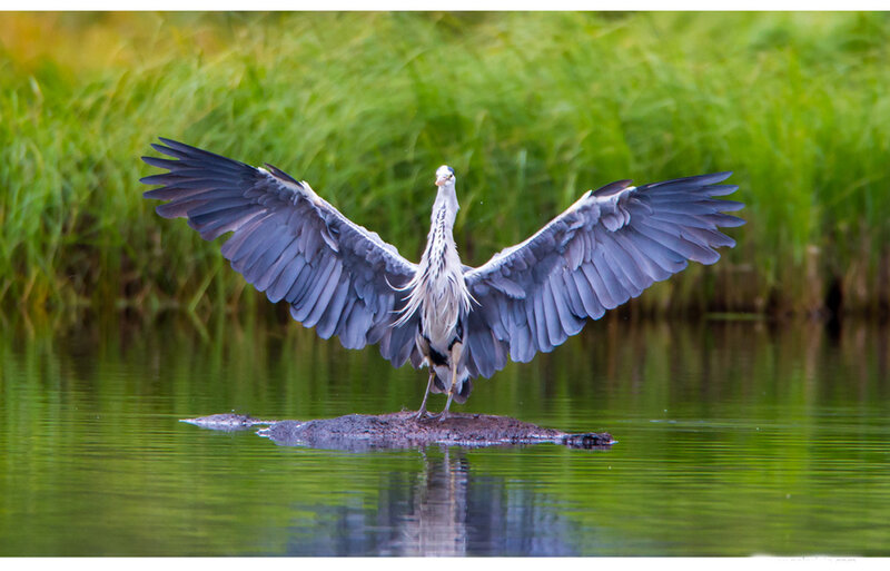 Heron with Wings Spread
