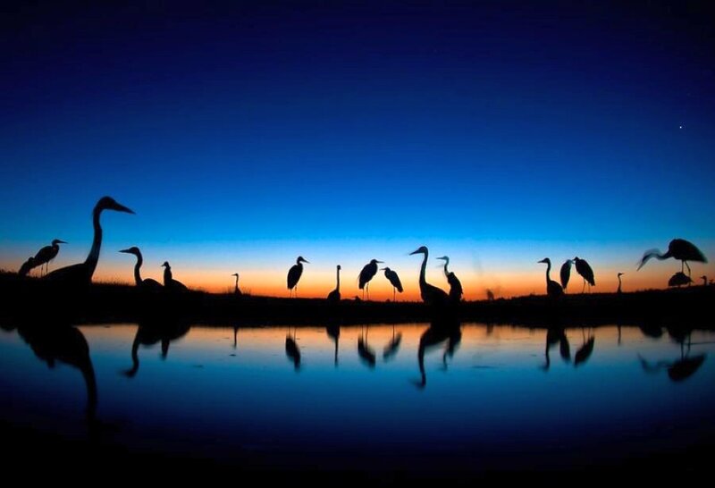 Herons at Dusk