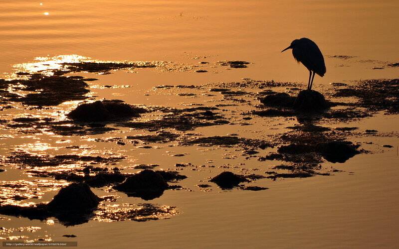 Herons at sunset