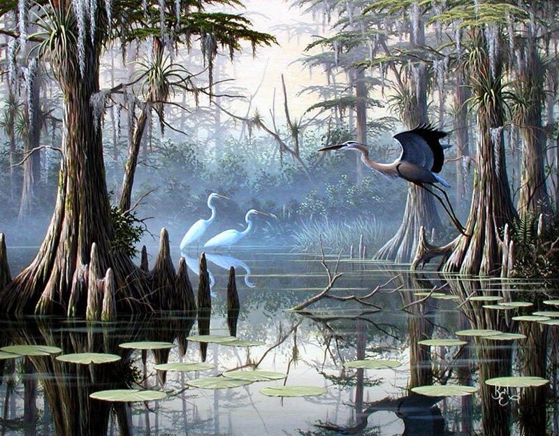 Herons in Swamp