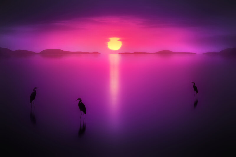Herons in Water