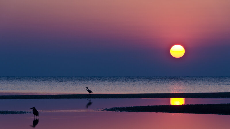 Herons on a Beach — Purple