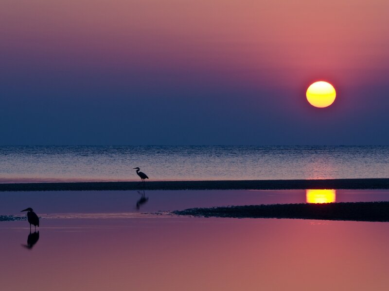Herons on a Beach