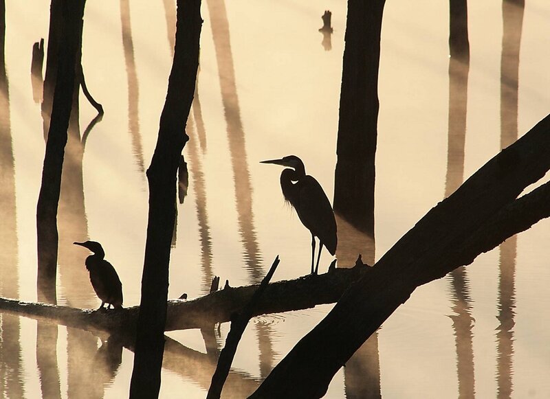 Herons on a Branch