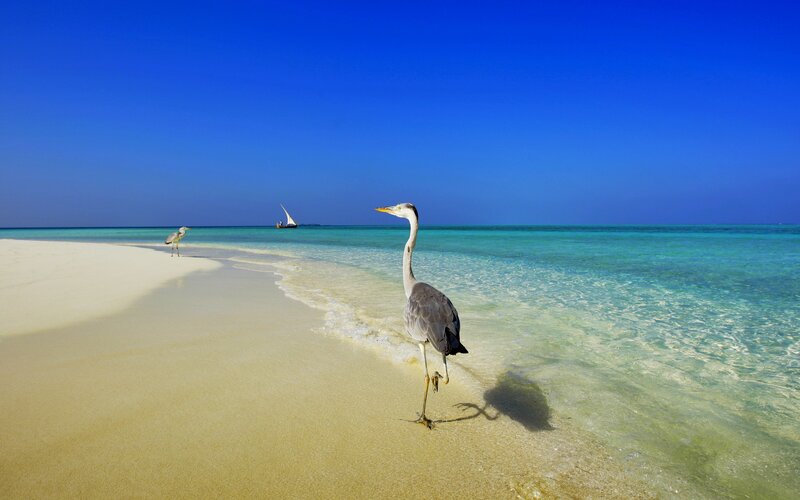 Herons on a Tropical Beach