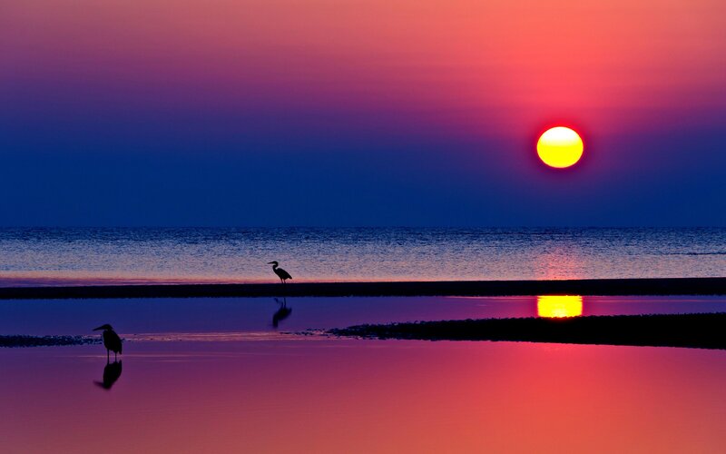 Herons on Beach at Sunset