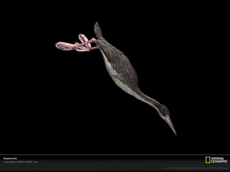 Hesperornis dinosaur bird