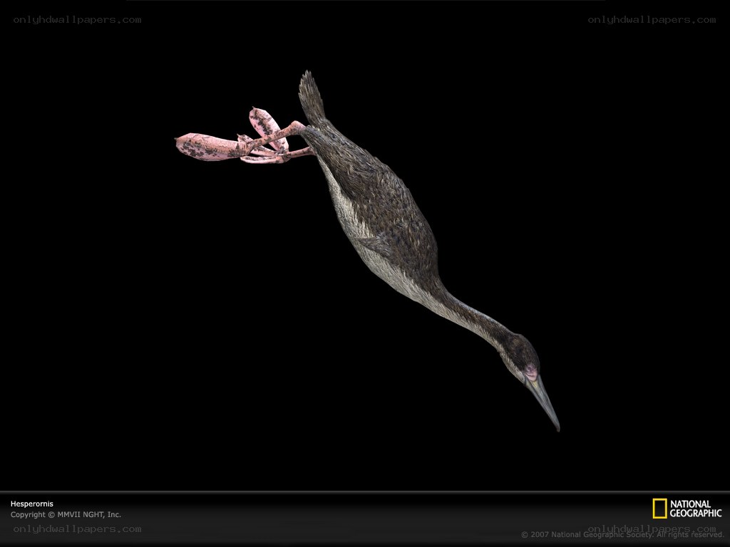 Hesperornis dinosaur bird