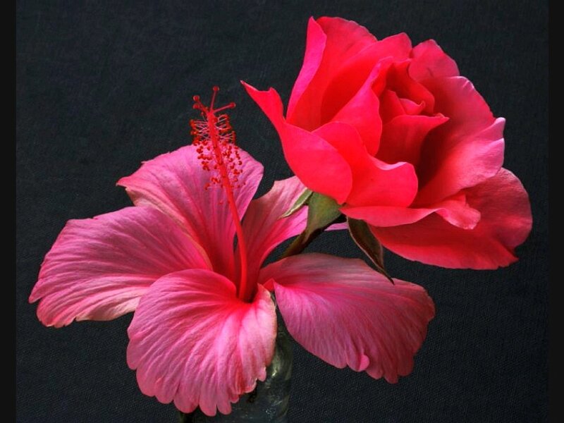 Hibiscus and rose flowers