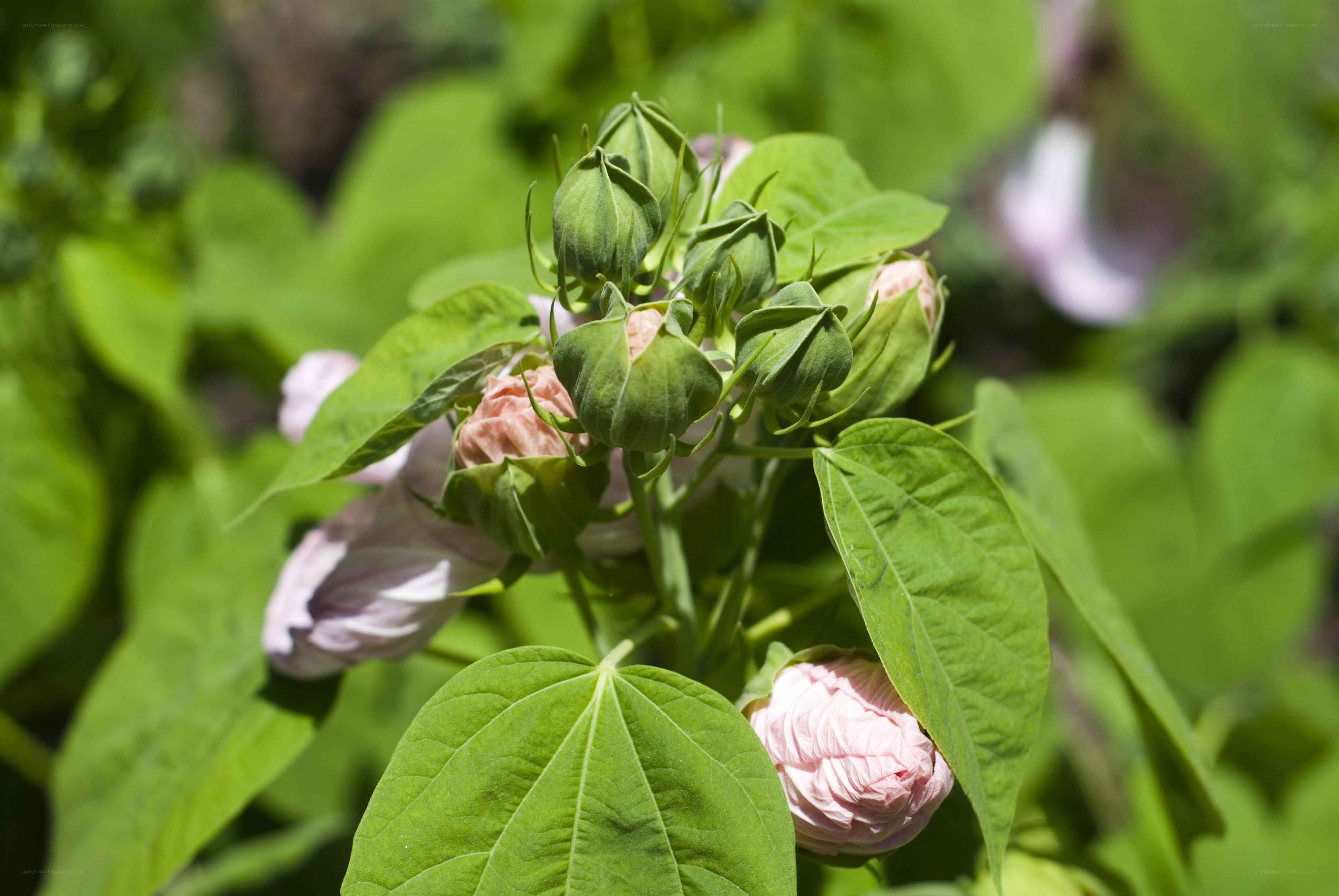 hibiscus buds and flowers