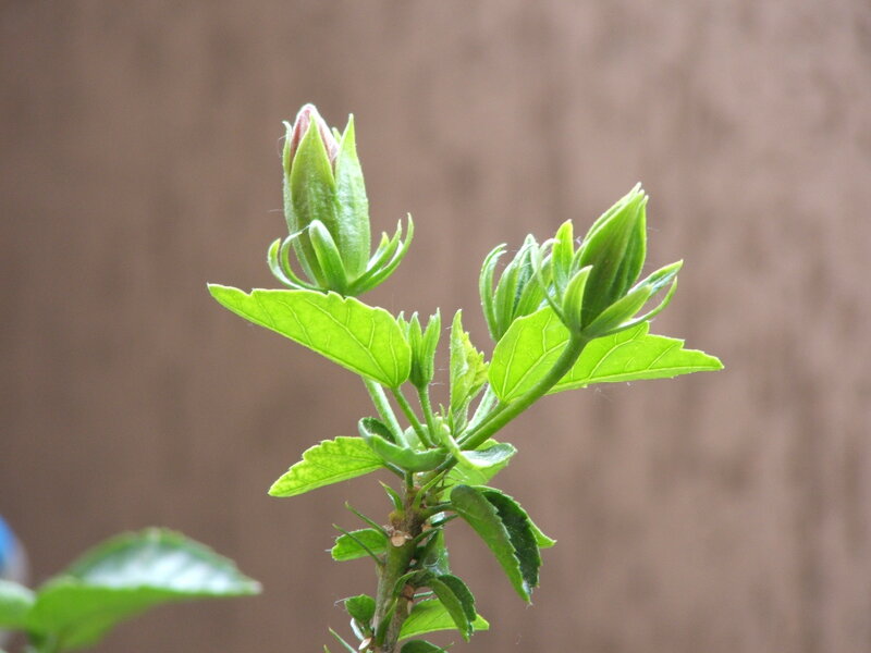 hibiscus buds on a branch