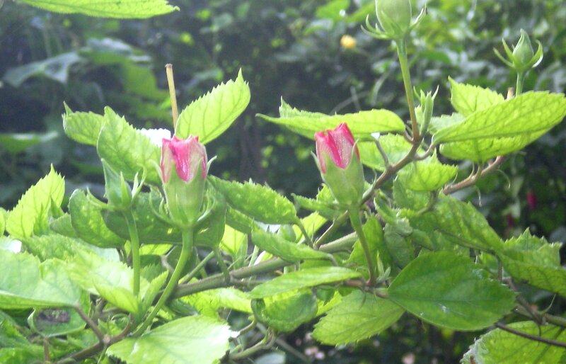 hibiscus buds on a green plant