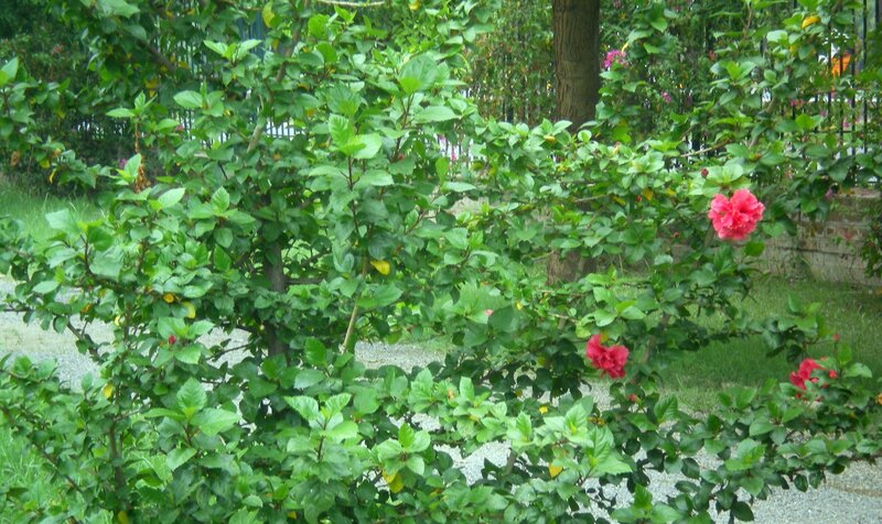 hibiscus bush in garden