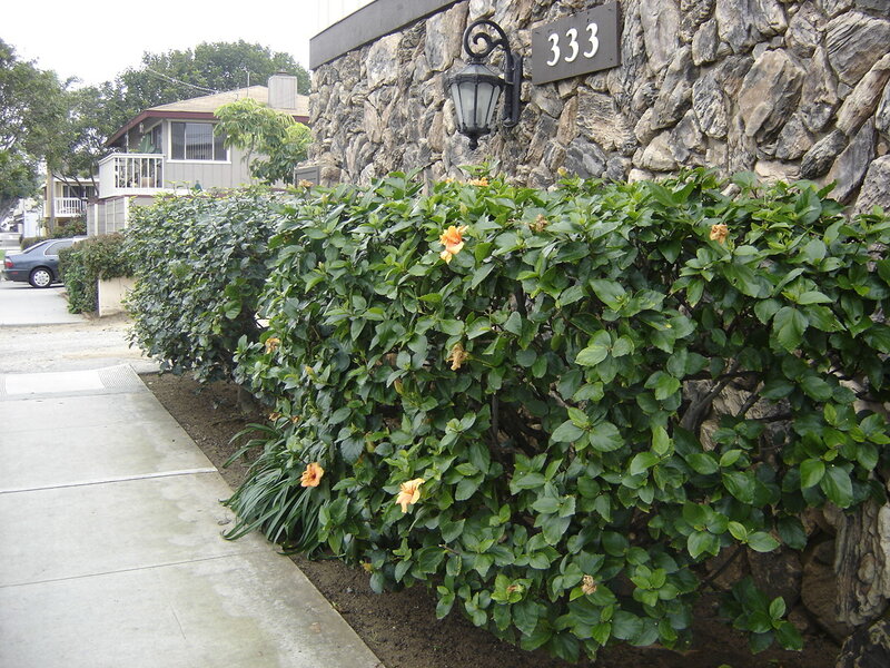 Hibiscus Bush with House