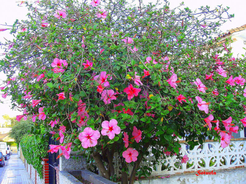 Hibiscus Bush with Pink Flowers
