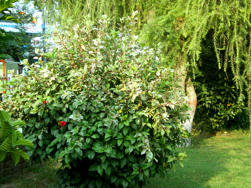 Hibiscus Bush with Red Flowers