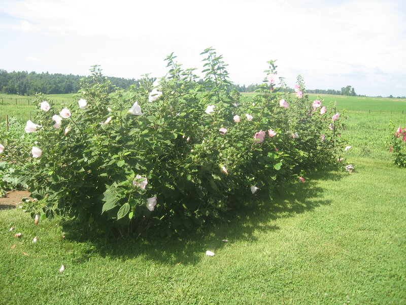 Hibiscus Bushes in Garden