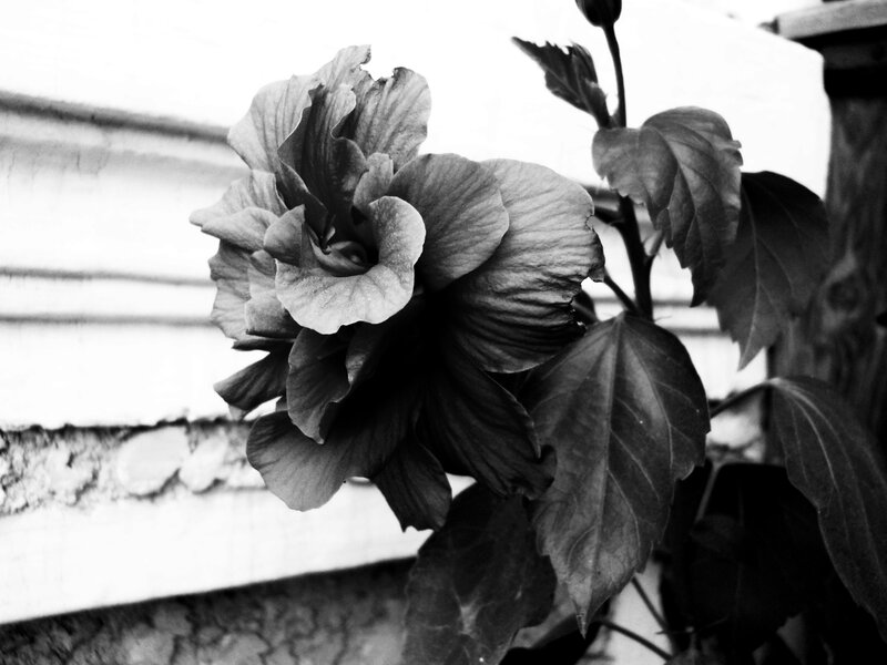 Hibiscus Flower and Leaves