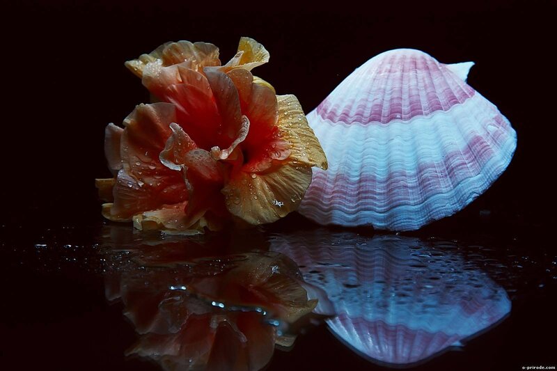 Hibiscus Flower and Shell