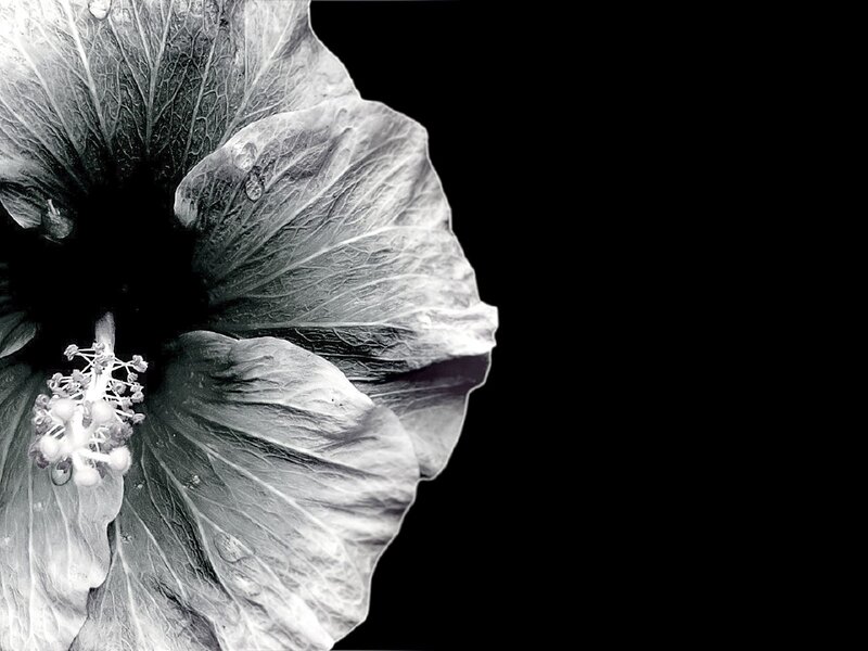 Hibiscus Flower — Black, Dramatic, Photograph, Petal