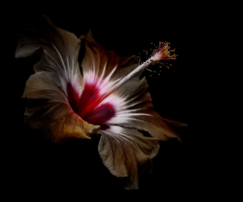 Hibiscus Flower — Black, Dramatic, Photograph