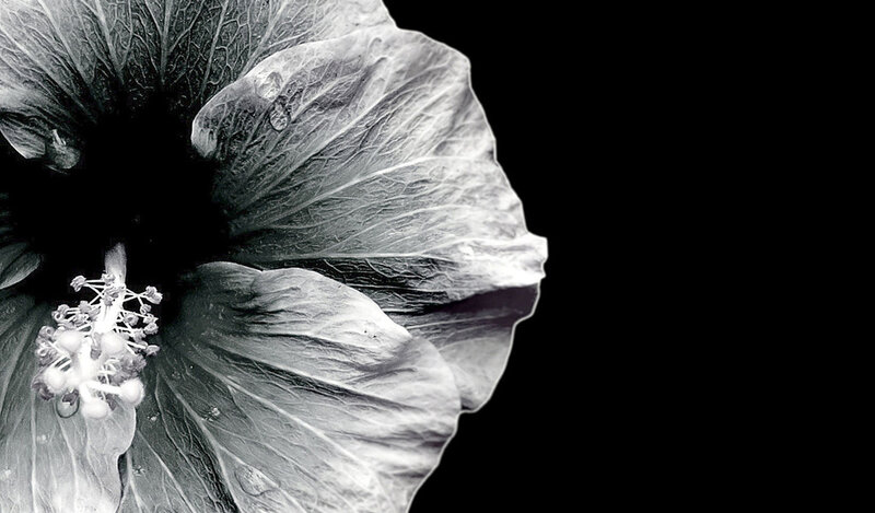 Hibiscus Flower — Black, Dramatic