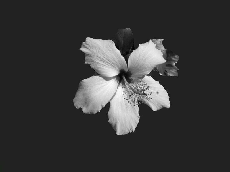 Hibiscus Flower — Black