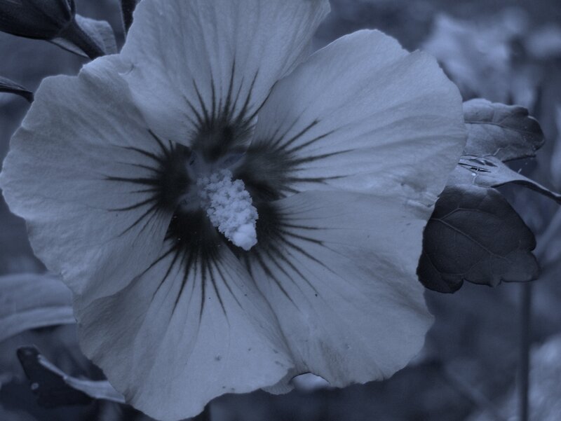 Hibiscus Flower — Blue