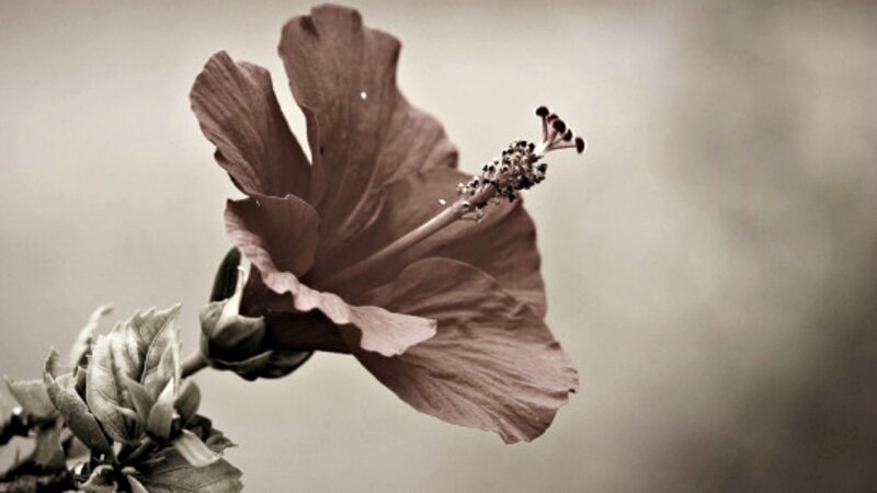 Hibiscus Flower — Brown, Serene