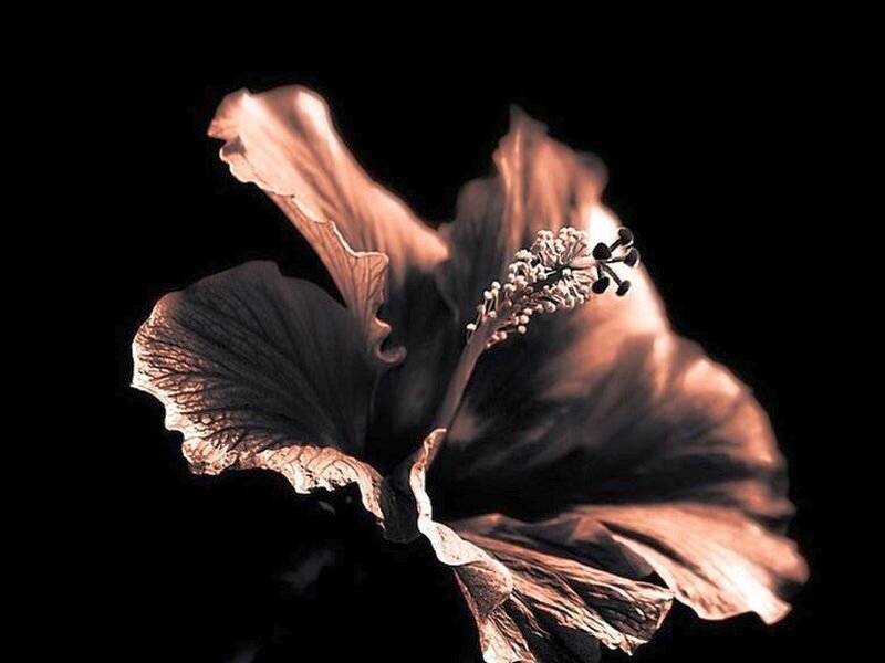 Hibiscus Flower — Brown