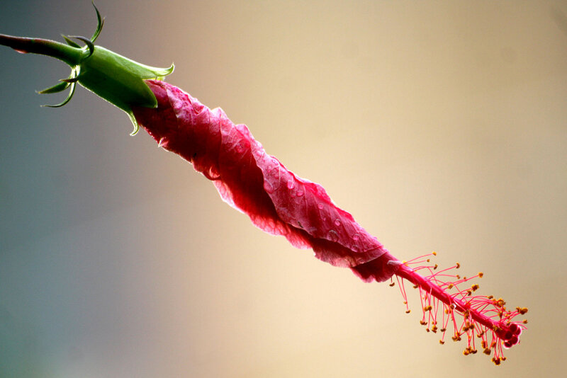 Hibiscus Flower Bud
