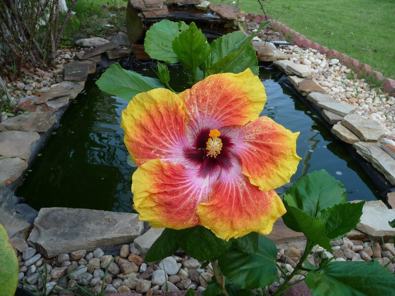 Hibiscus flower by pond