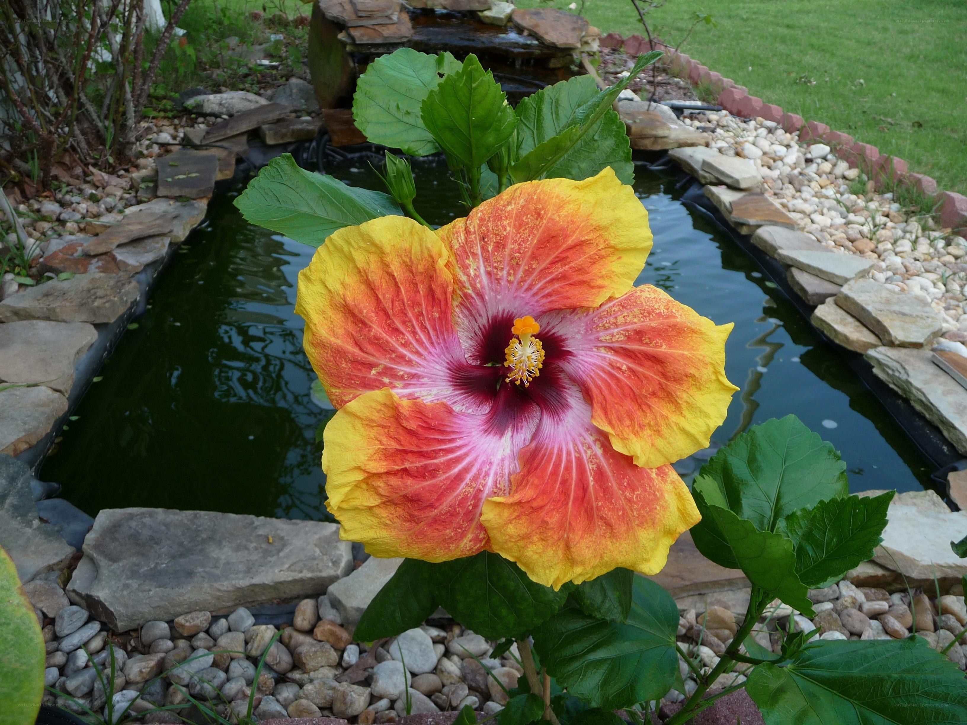 Hibiscus flower by pond