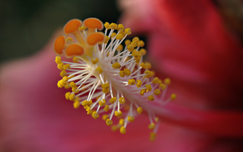 Hibiscus Flower Center