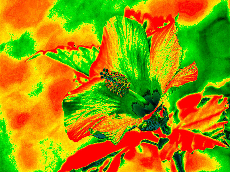Hibiscus Flower — Green