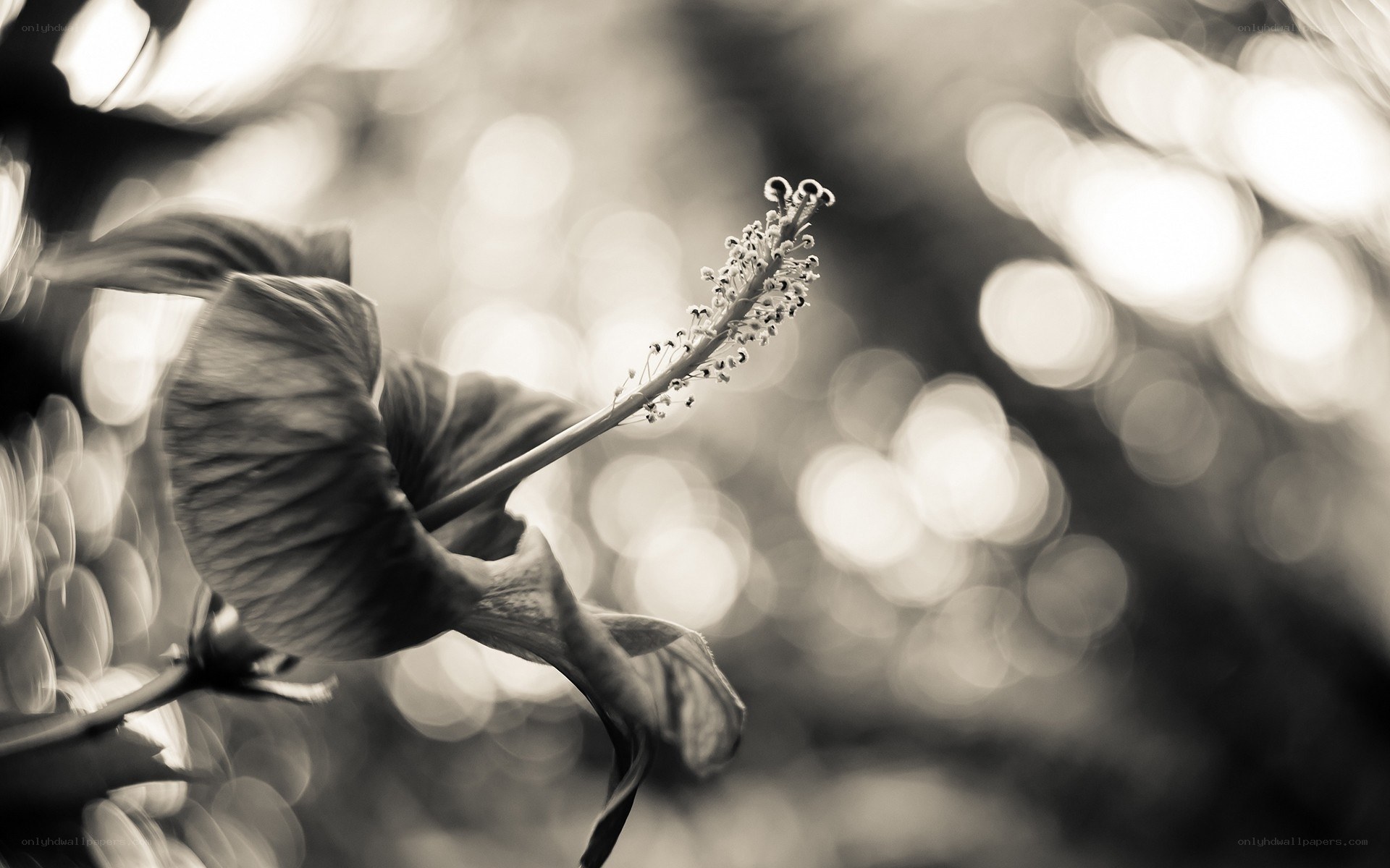 Hibiscus flower in black and white