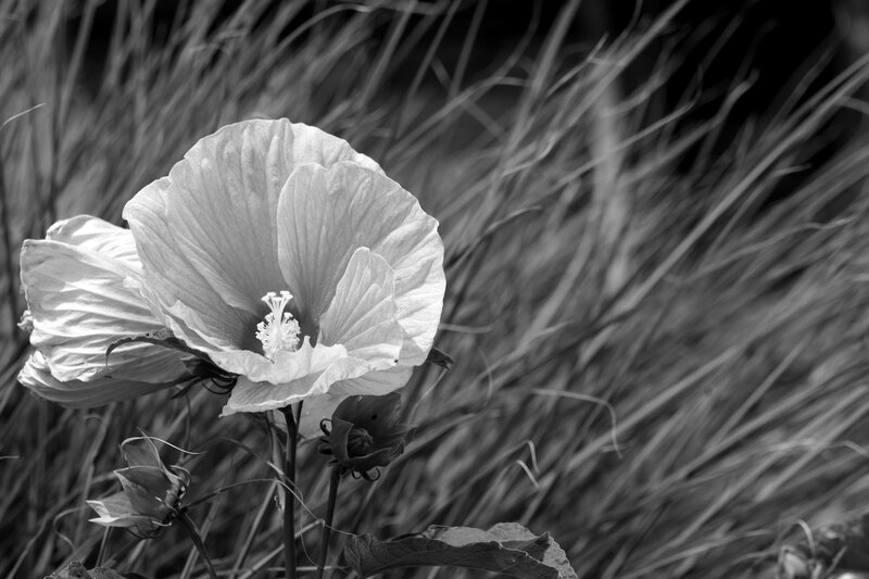 Hibiscus Flower in Grass