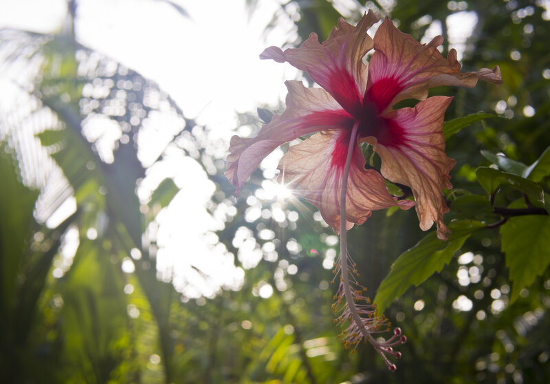 Hibiscus Flower in Sunlight