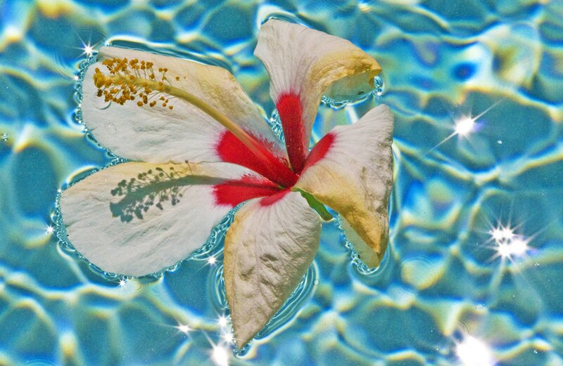 Hibiscus Flower in Water