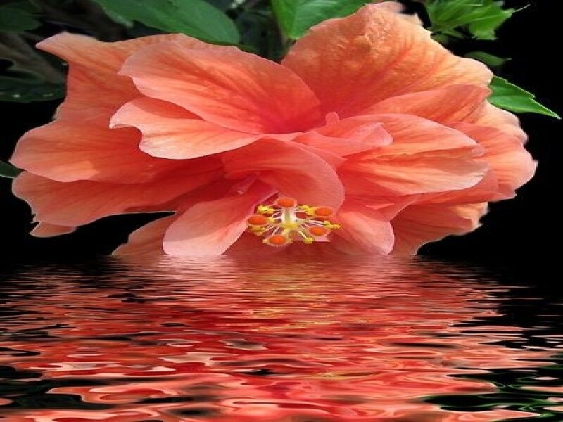 Hibiscus Flower — Orange