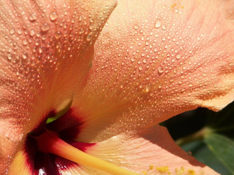 Hibiscus Flower Petal