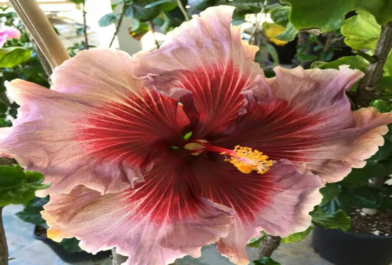 Hibiscus Flower — Pink, Natural, Afternoon