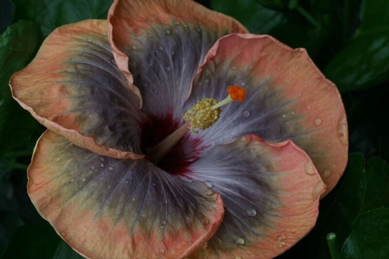 Hibiscus Flower — Pink, Natural