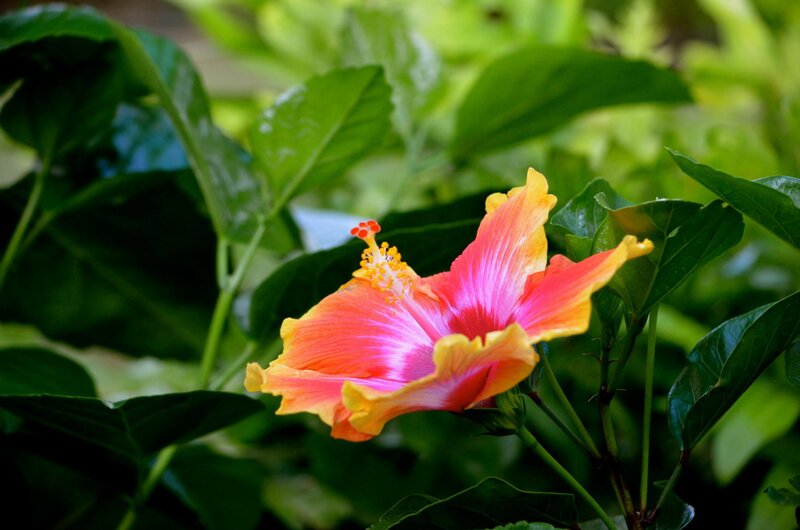 Hibiscus Flower — Pink, Serene