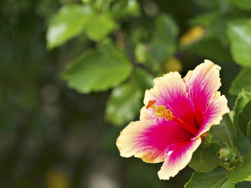 Hibiscus Flower — Pink