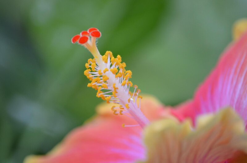 Hibiscus Flower Stamen