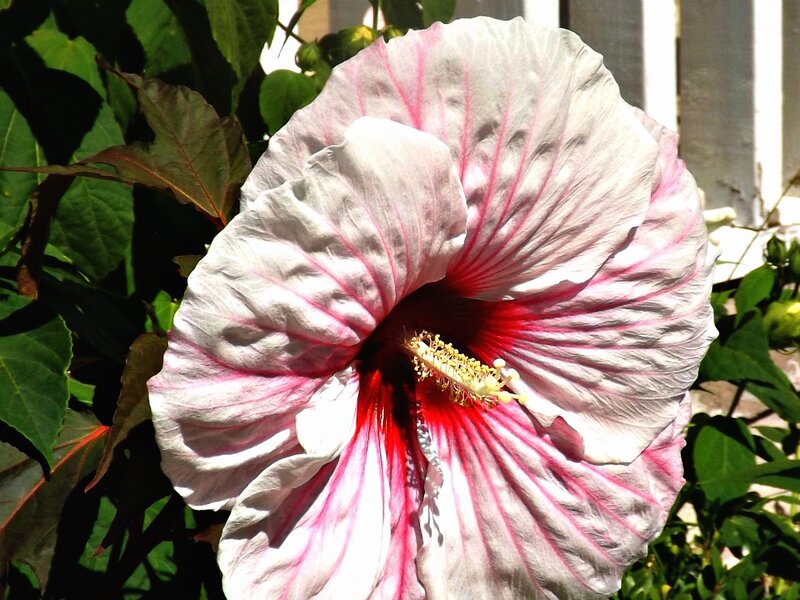 Hibiscus Flower — White